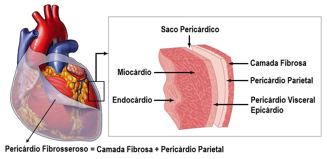 Membrana Que Reveste O Coração - FDPLEARN