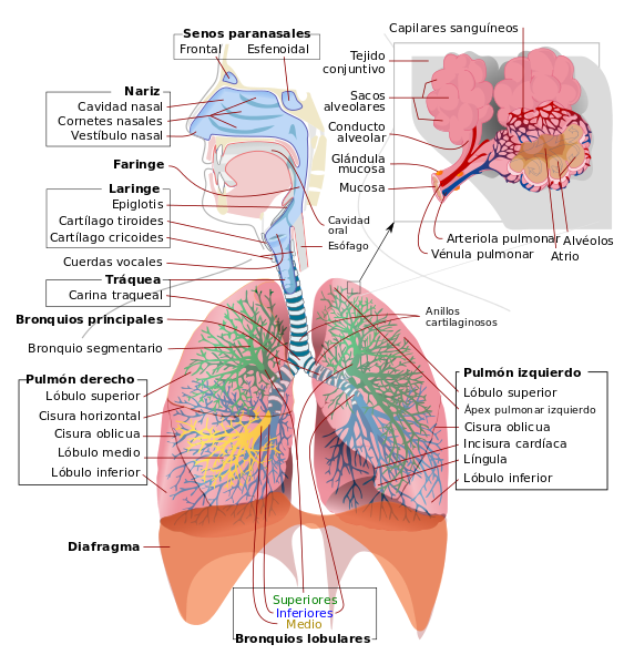 Fun O Do Sistema Respirat Rio Caracter Sticas Fisiologia E Anatomia