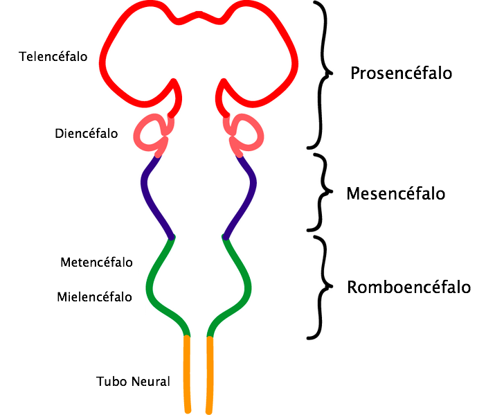 tubo neural tubo neural