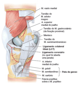 Joelho Ligamentos Anatomia Papel E Caneta