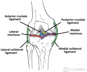 Joelho Ligamentos Anatomia Papel E Caneta