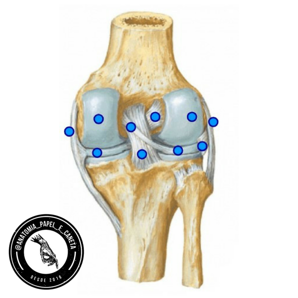 Joelho Ligamentos Anatomia Papel E Caneta