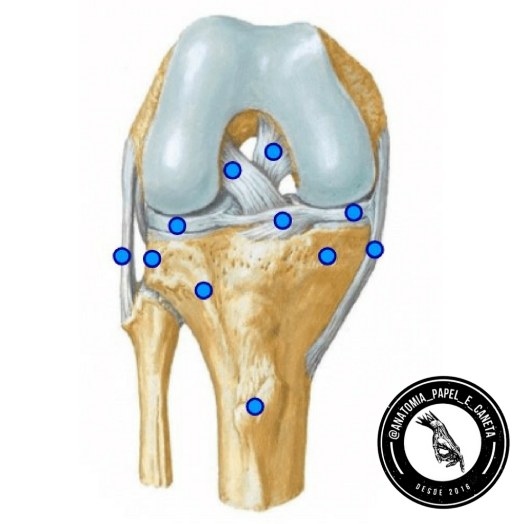 Joelho Ligamentos Anatomia Papel E Caneta