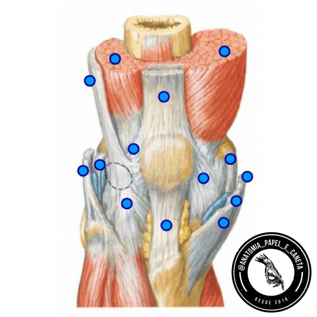 Joelho Ligamentos Anatomia Papel E Caneta