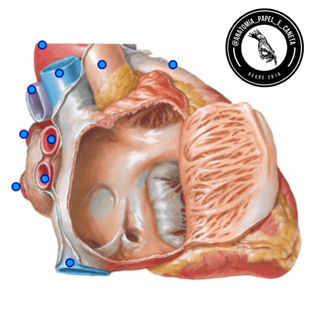 Coração Câmaras cardíacas Anatomia papel e caneta