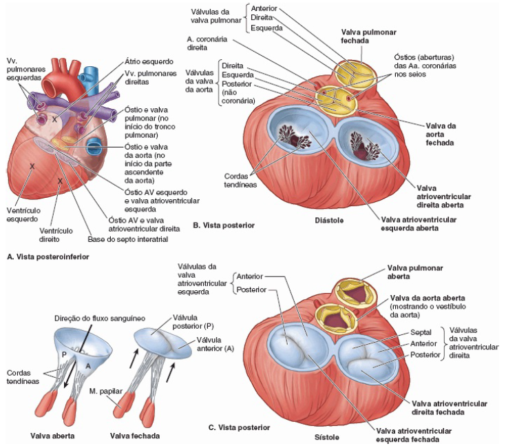 Coração Valvas cardíacas Anatomia papel e caneta