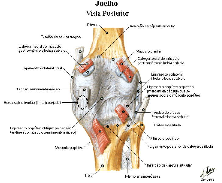 Joelho Ligamentos Anatomia Papel E Caneta