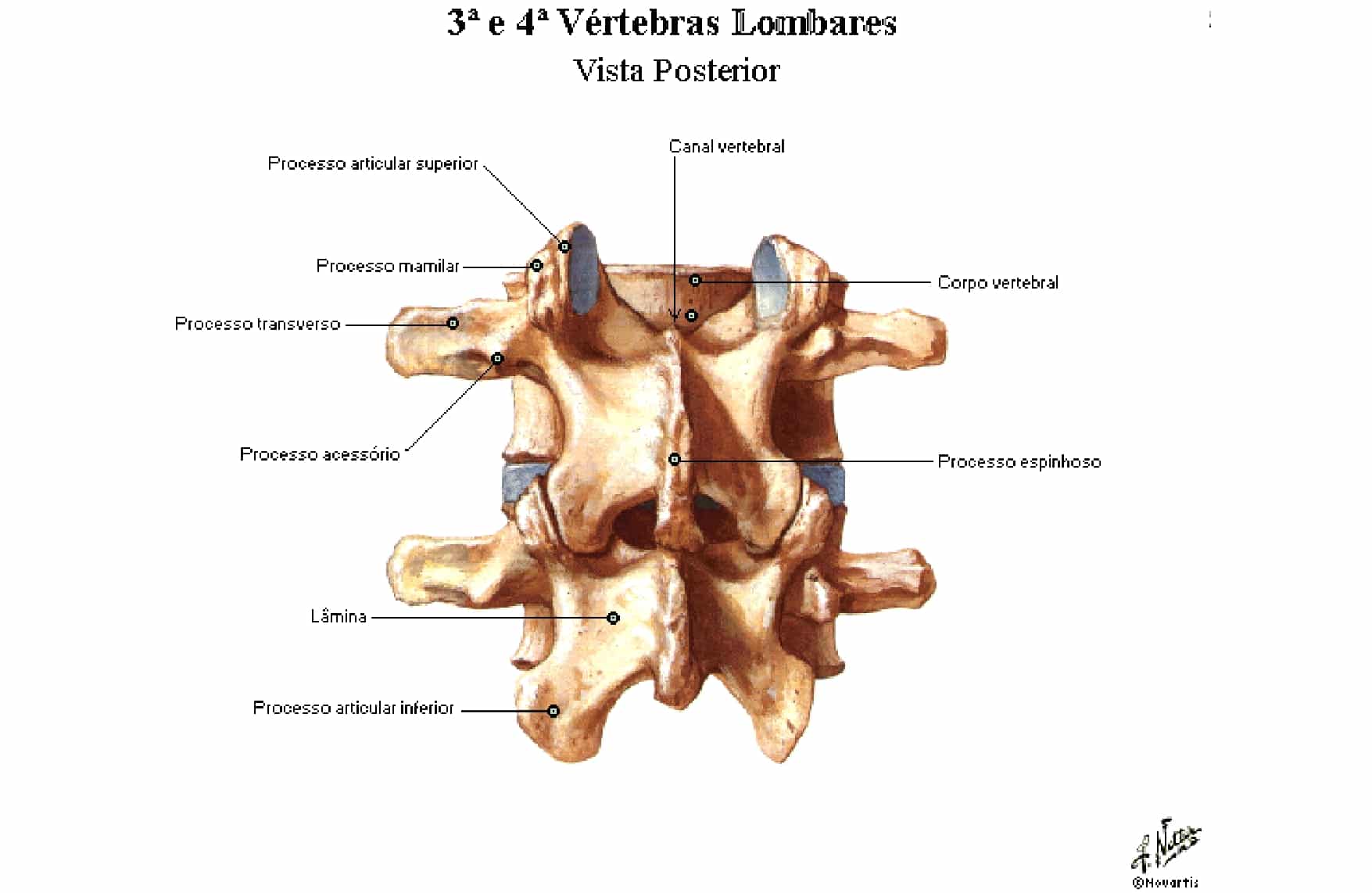 Vértebras lombares Anatomia papel e caneta