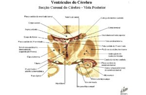 N Cleos Da Base Anatomia Papel E Caneta