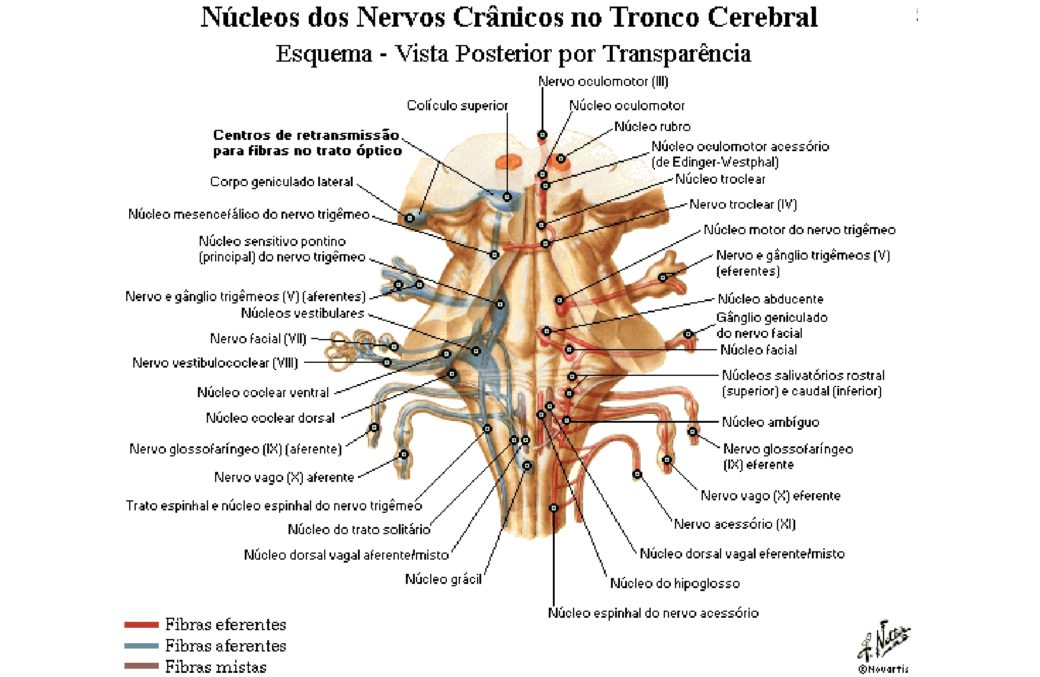 Tronco Encef Lico Anatomia Papel E Caneta