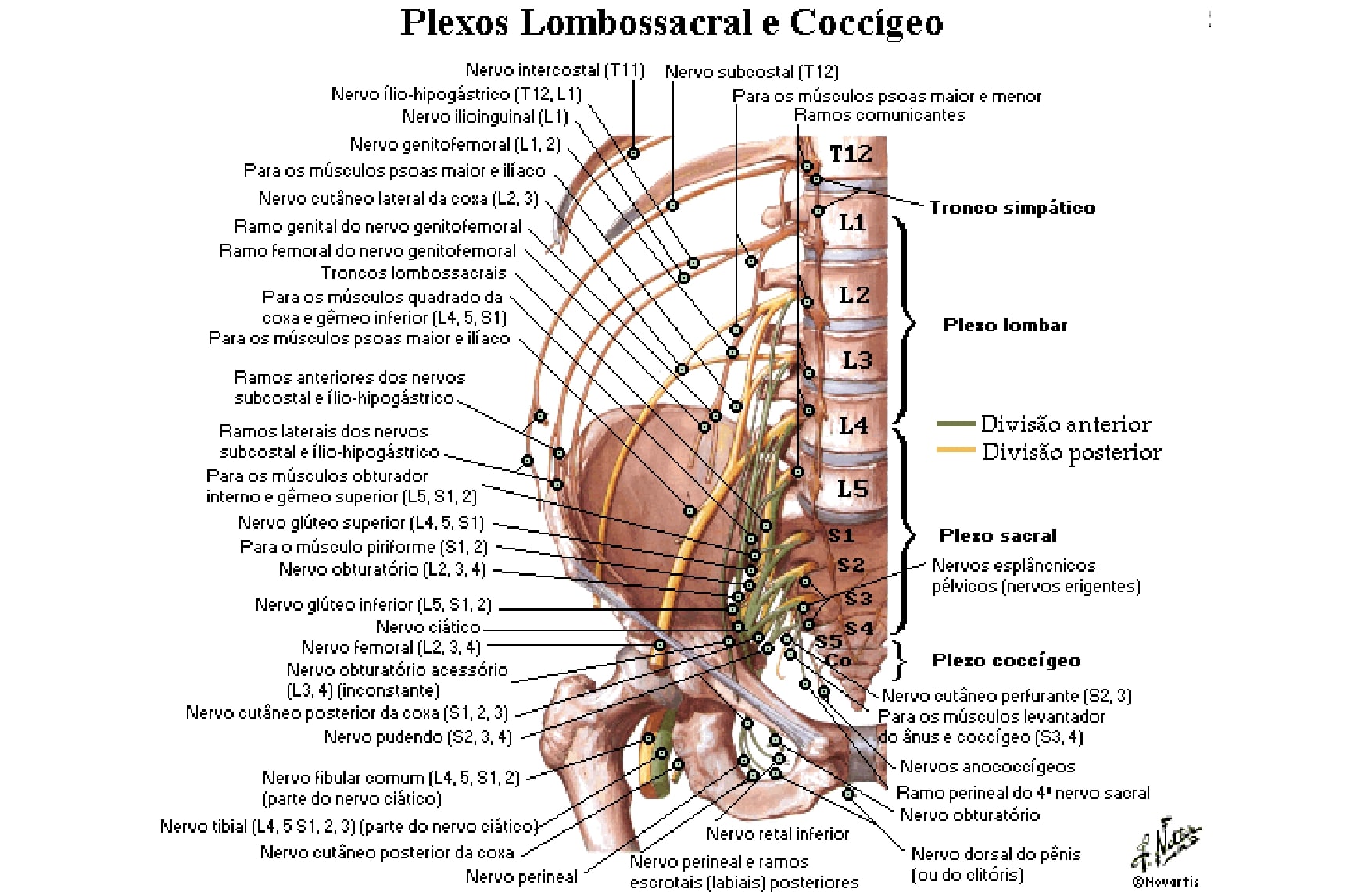 Plexo Sacral Anatomia Papel E Caneta