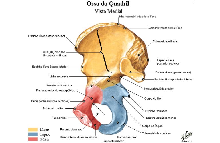 Ossos Lio Squio E P Bis Anatomia Papel E Caneta