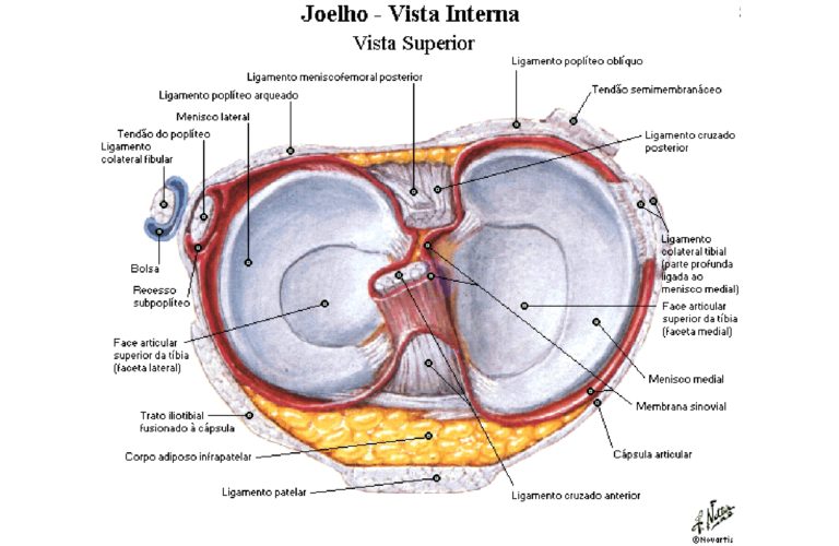 Joelho Ligamentos Anatomia Papel E Caneta