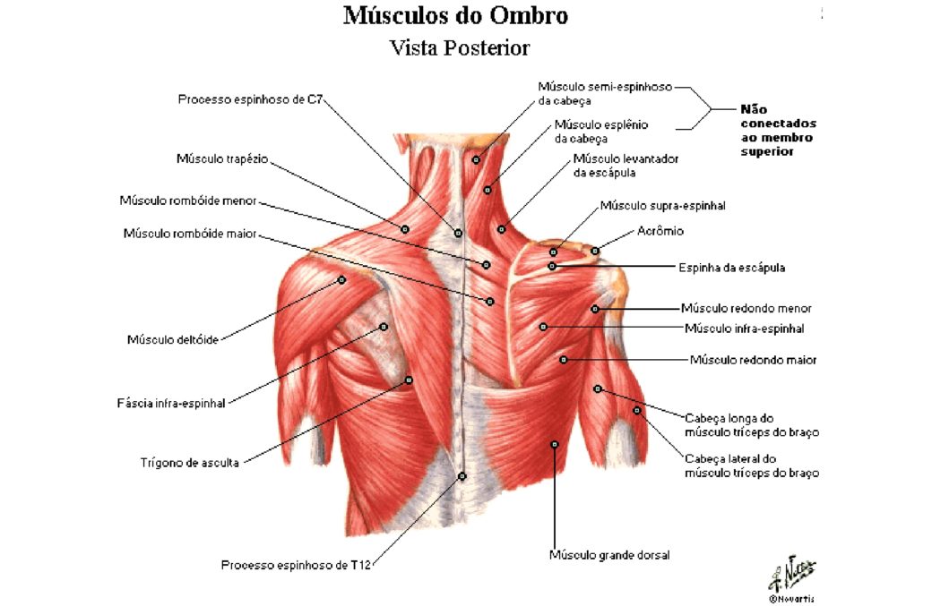 M Sculos Do Ombro Anatomia Papel E Caneta