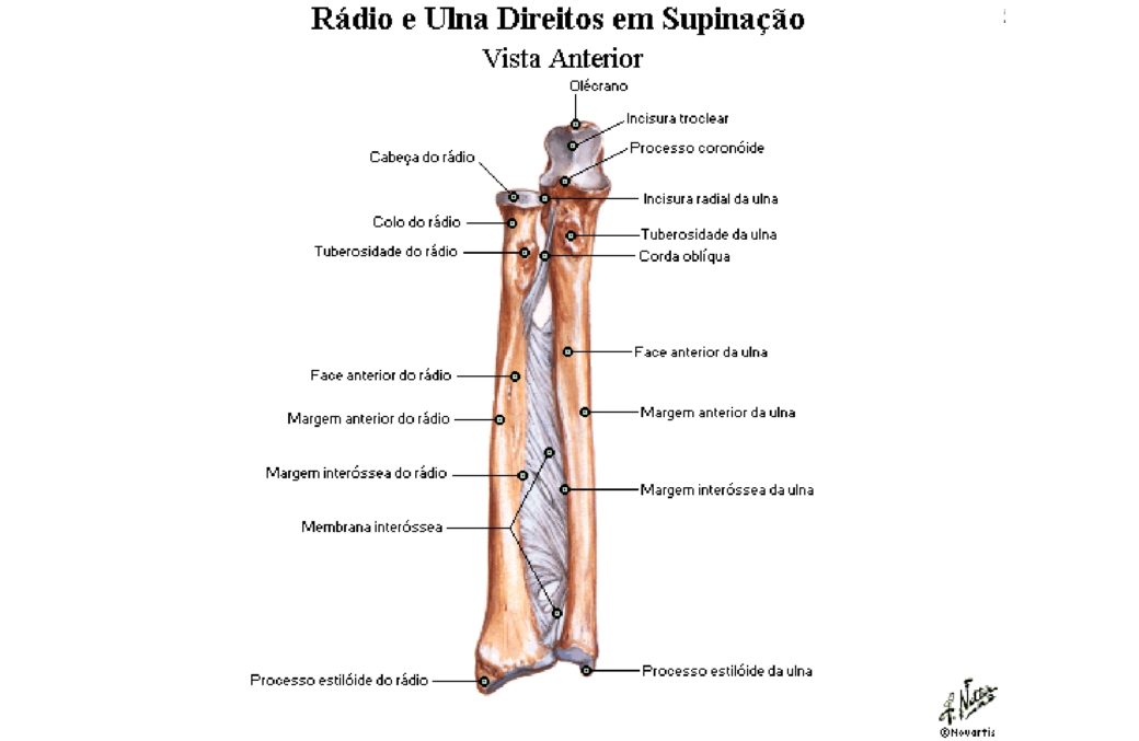 Ossos R Dio E Ulna Anatomia Papel E Caneta