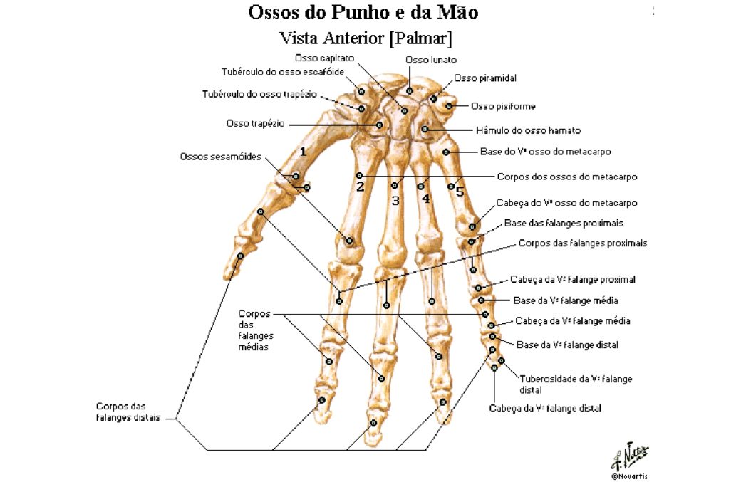 Ossos Da M O E Punho Carpos Metacarpos E Falanges Anatomia Papel E