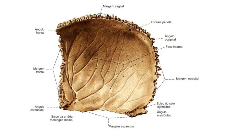 Neurocrânio Anatomia papel e caneta