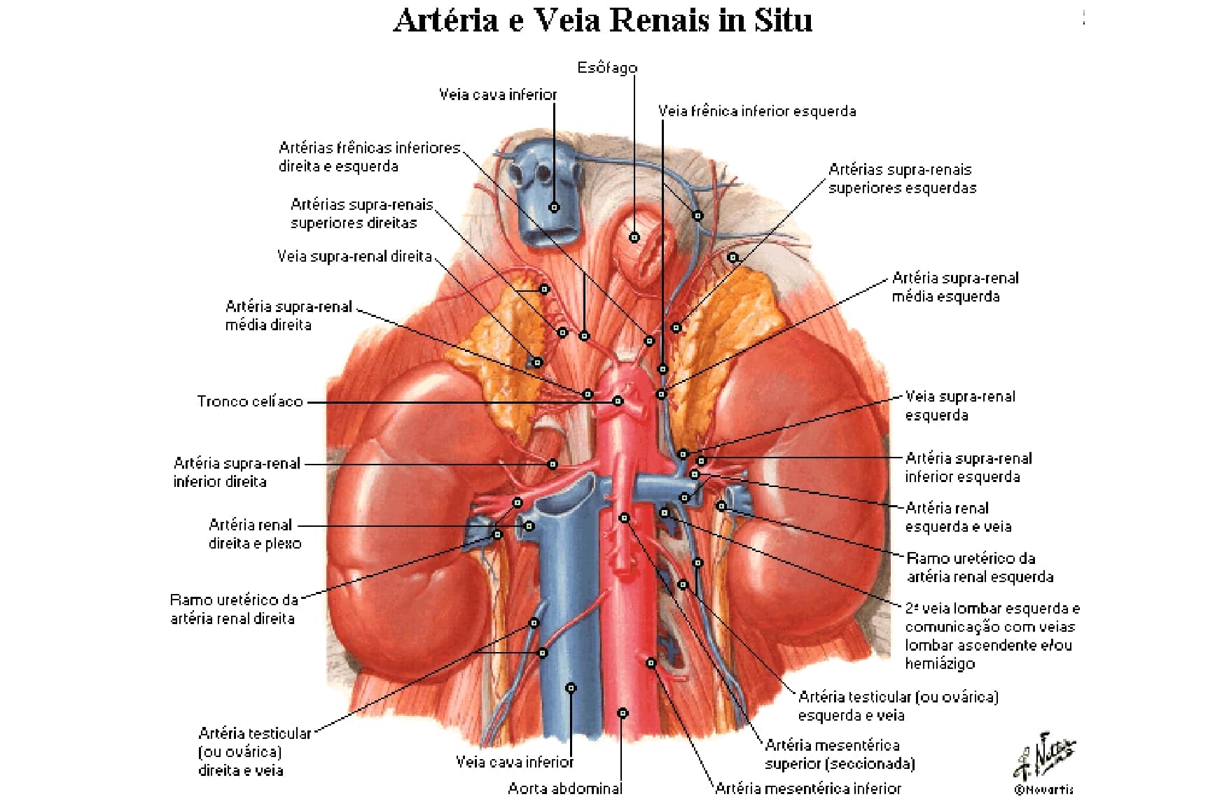 Art Rias Do Abdome Anatomia Papel E Caneta