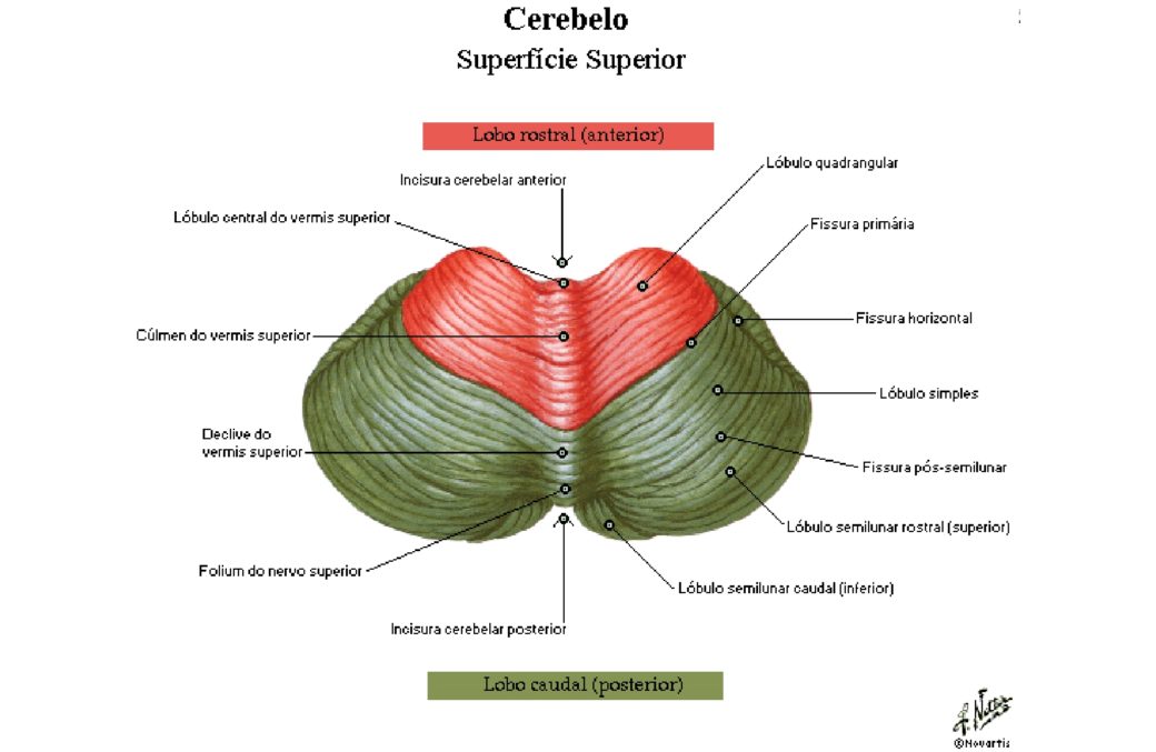 Cerebelo Anatomia Papel E Caneta