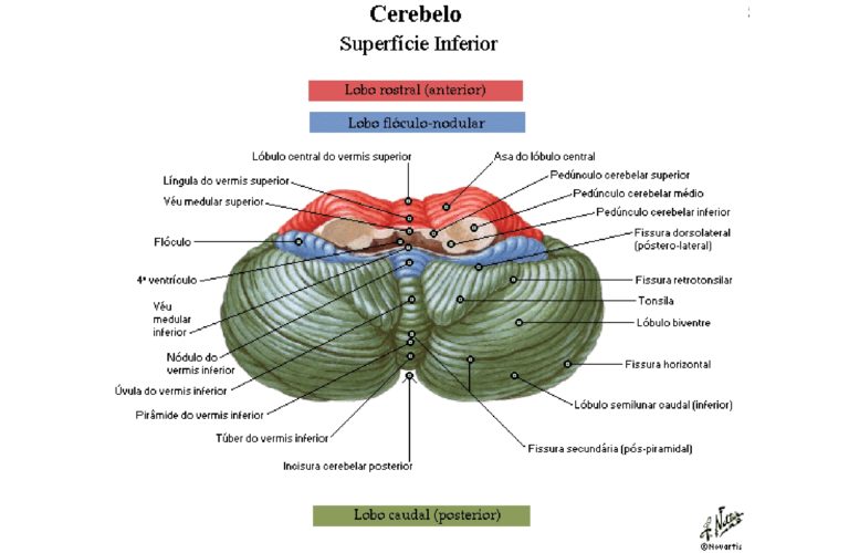 Cerebelo Anatomia Papel E Caneta The Best Porn Website