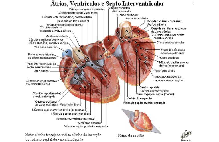 Coração Septos cardíacos Anatomia papel e caneta