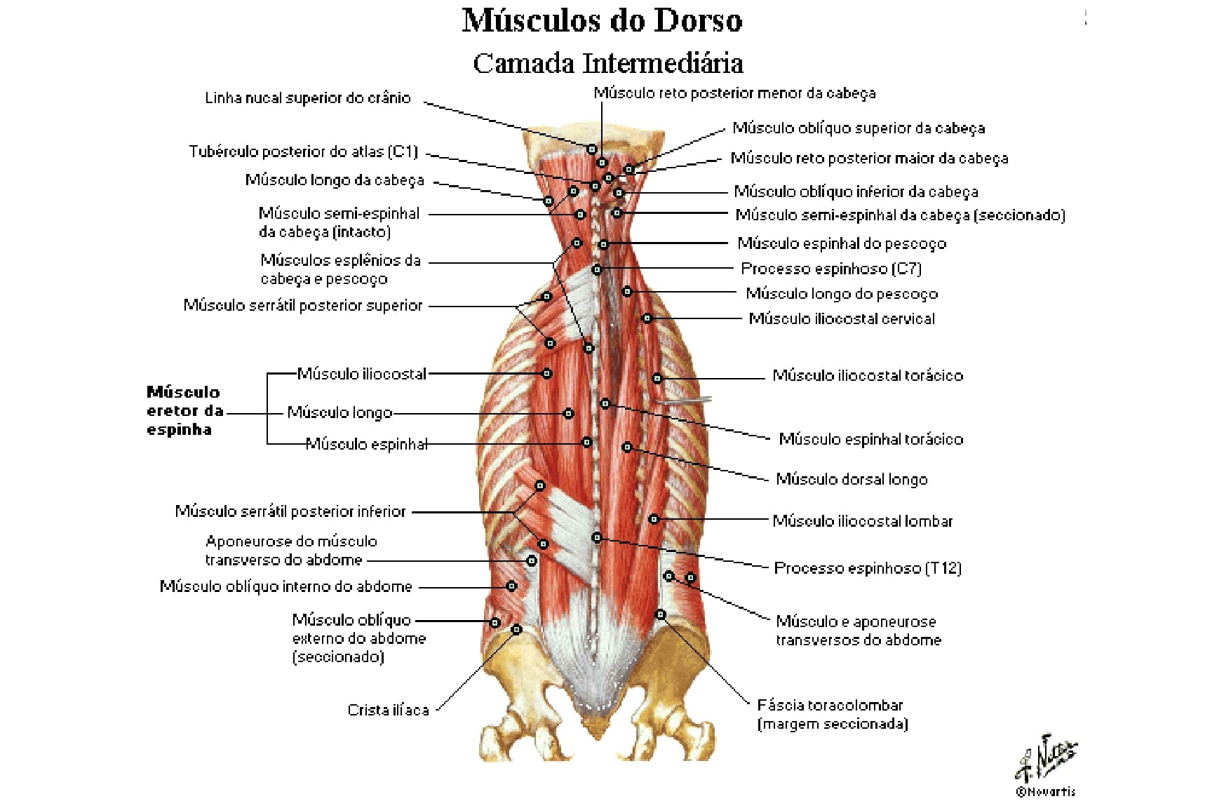 Músculos suboccipitais Anatomia papel e caneta