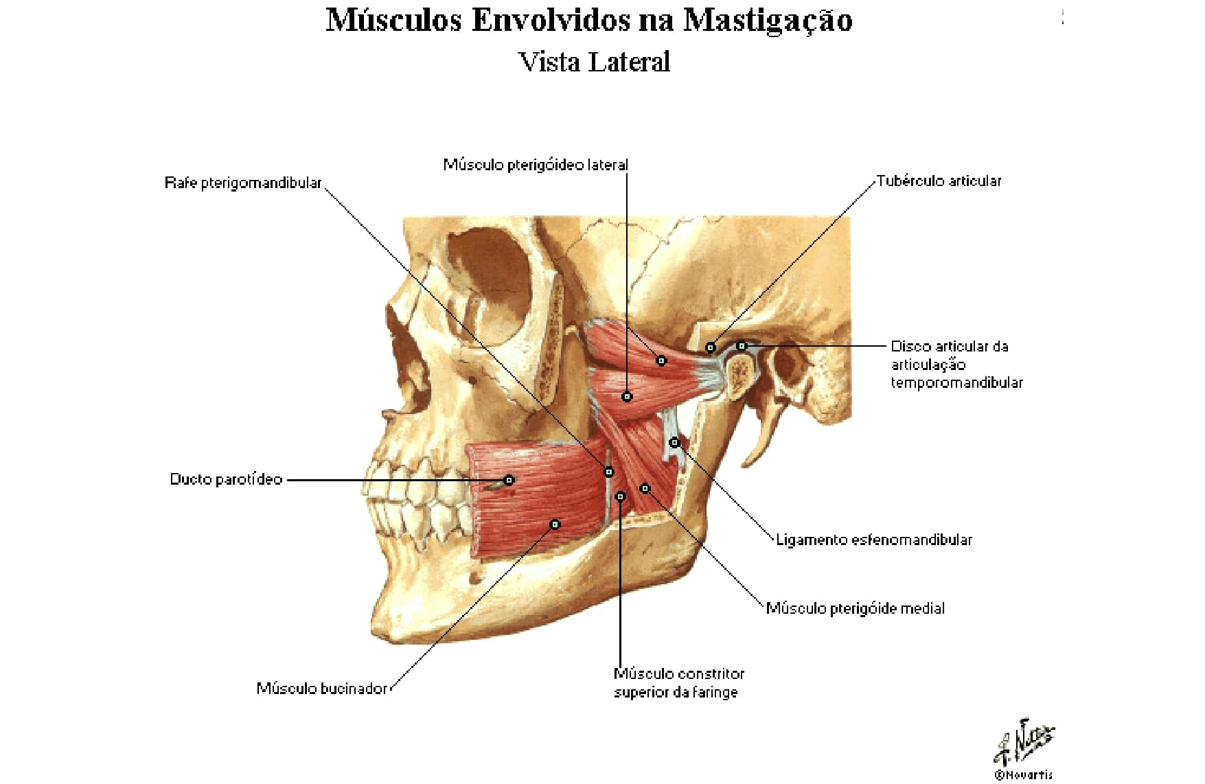 M Sculos Da Mastiga O Anatomia Papel E Caneta