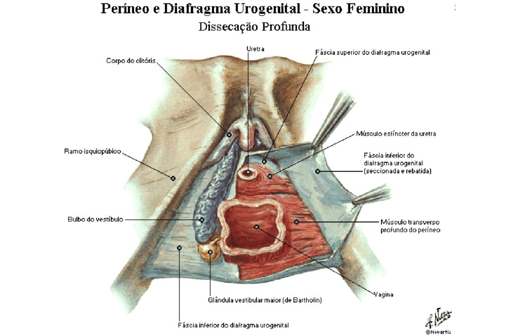 Perineal hernia anal gland