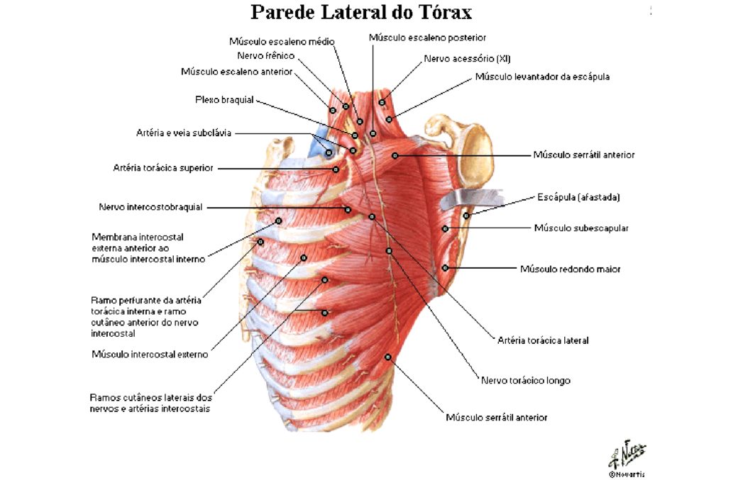 M Sculos Da Respira O Anatomia Papel E Caneta