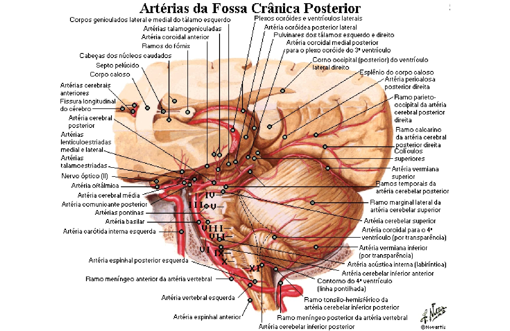 Encéfalo Artérias Anatomia papel e caneta