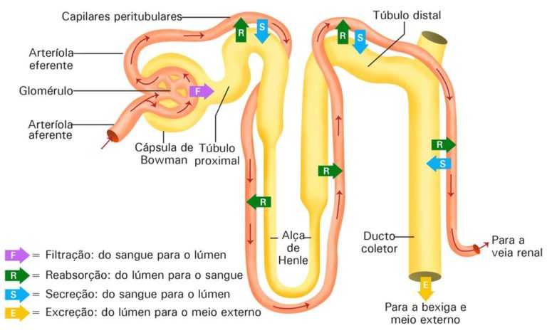 Sistema urinário Resumo Anatomia papel e caneta