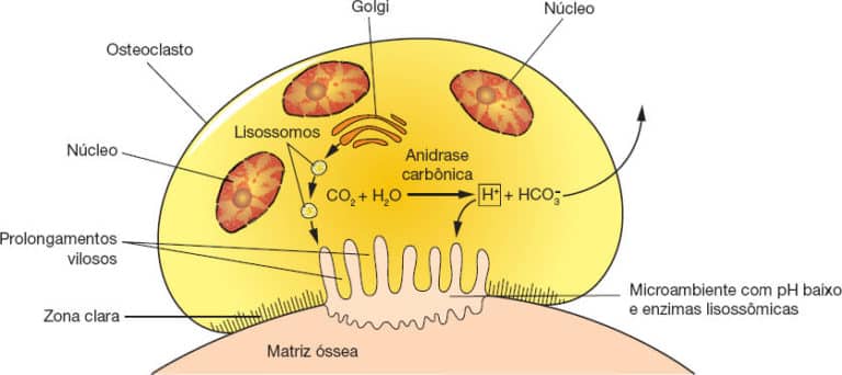 Tecido Sseo Anatomia Papel E Caneta