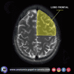 Enc Falo Por Rm Resson Ncia Magn Tica Anatomia Papel E Caneta