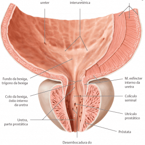 Musculos Da Bexiga Detrusor Anatomia Papel E Caneta Sexiz Pix