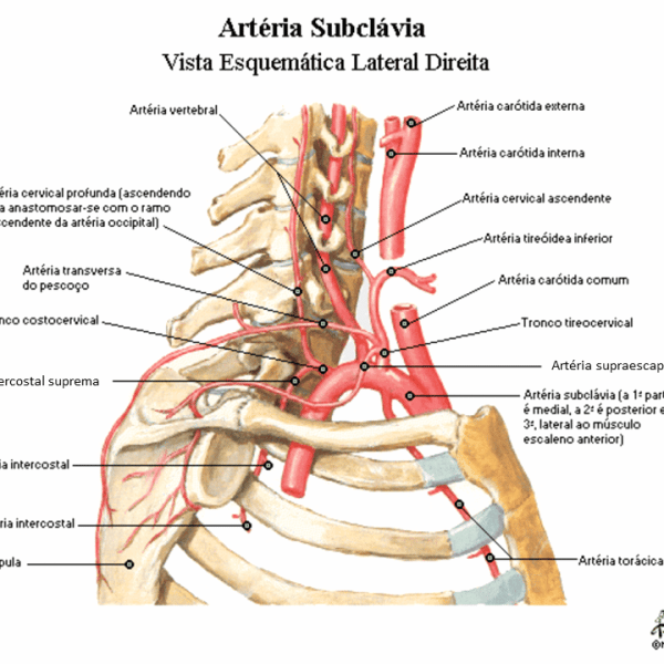 Art Ria Subcl Via Anatomia Papel E Caneta