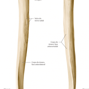 Mero Anatomia Papel E Caneta