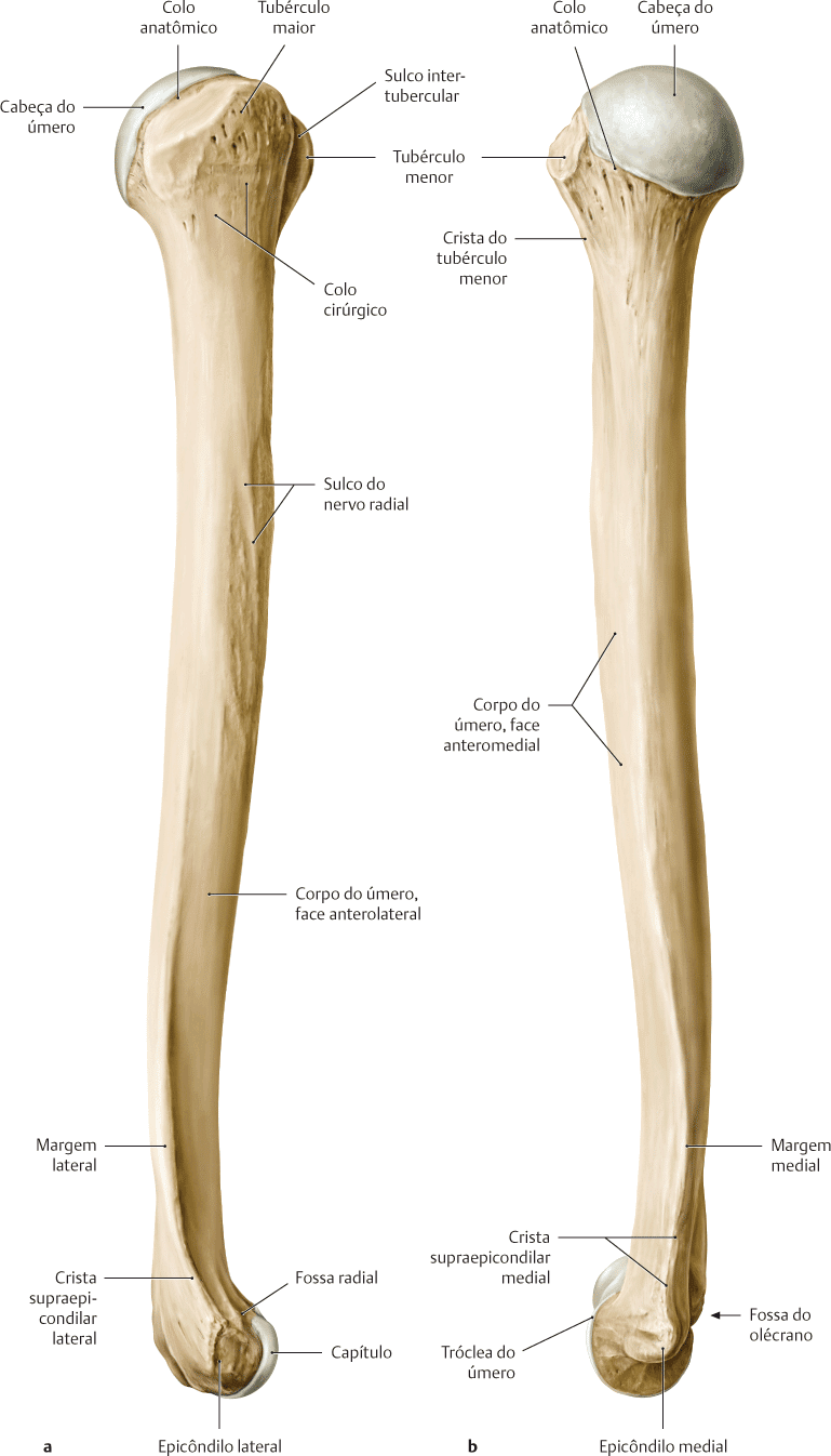 úmero 2 Anatomia papel e caneta