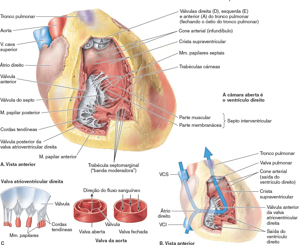 Cora O C Maras Card Acas Anatomia Papel E Caneta