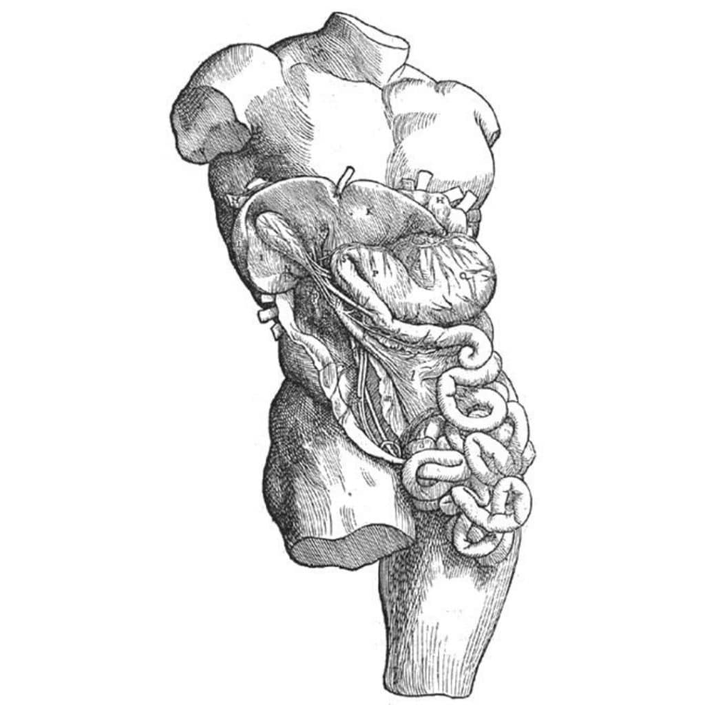 Abdome Anatomia Papel E Caneta - Gambaran