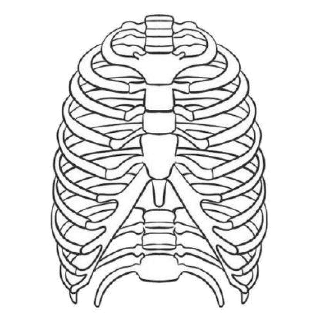 Anatomia papel e caneta