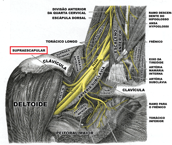 Snp Plexo Braquial Anatomia Papel E Caneta