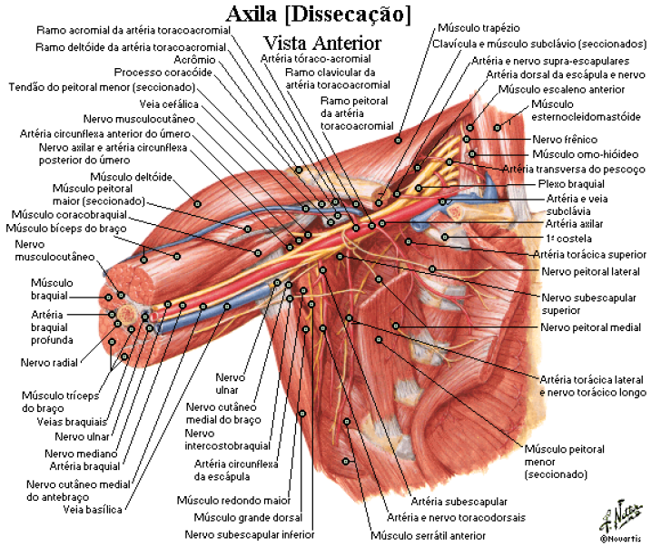 Snp Plexo Braquial Anatomia Papel E Caneta Porn Sex Picture