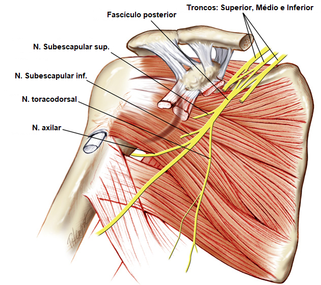 Snp Plexo Braquial Anatomia Papel E Caneta