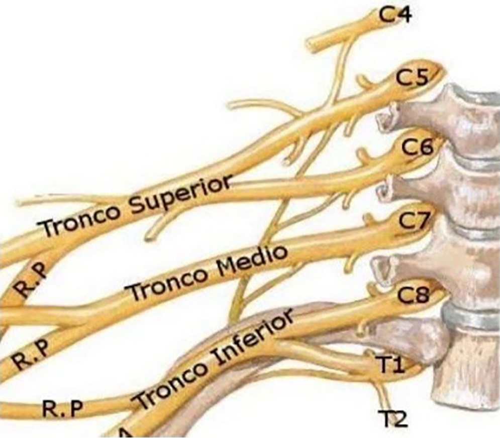 Plexo Braquial Tronco Posterior