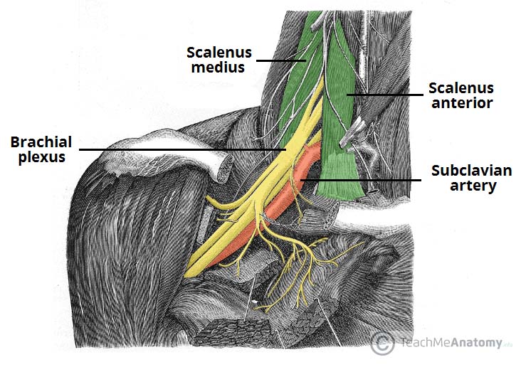 SNP – Plexo braquial – Anatomia papel e caneta
