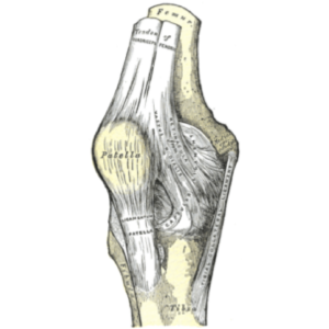 Joelho Anatomia Papel E Caneta