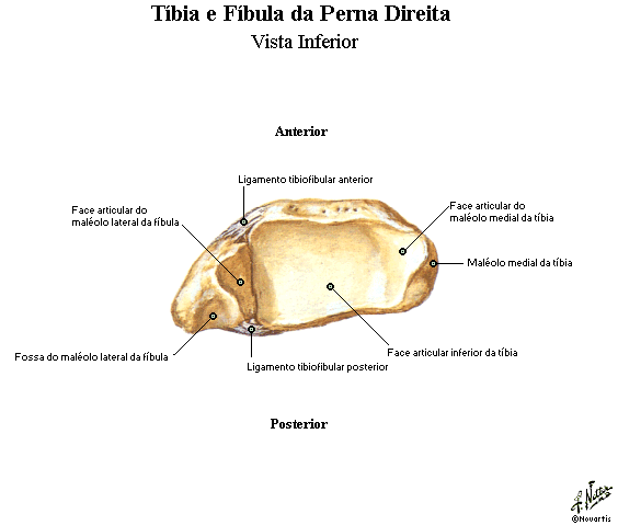 Tíbia e fibula 4 Tíbia e fibula 4