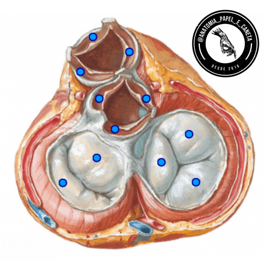 Coração Valvas cardíacas Anatomia papel e caneta