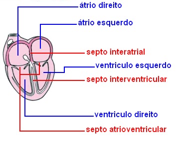 Coração – Câmaras cardíacas – Anatomia papel e caneta