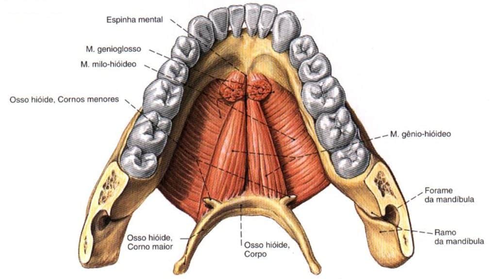 Maxilar (mandíbula) - função, partes, localização e ossos - Anatomia